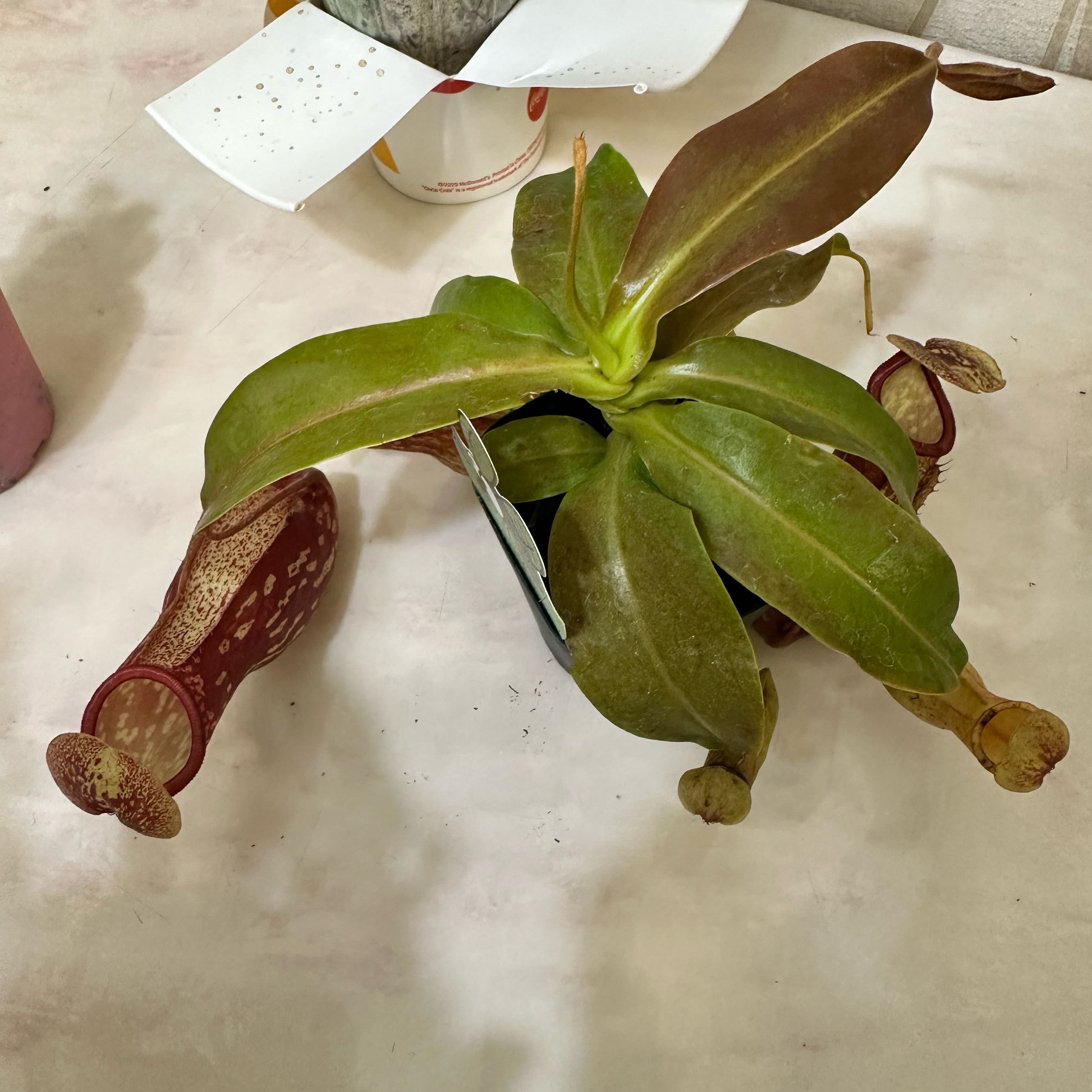 Tropical Pitcher Plant with several pitchers and some browning leaves.