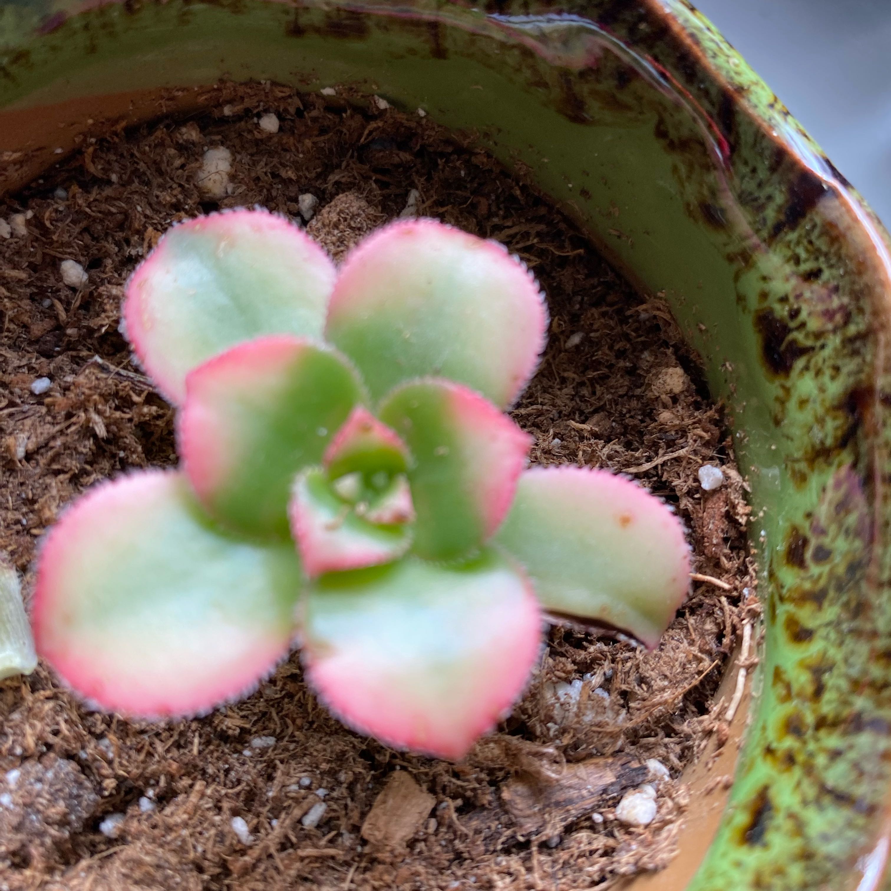 Sproutacus