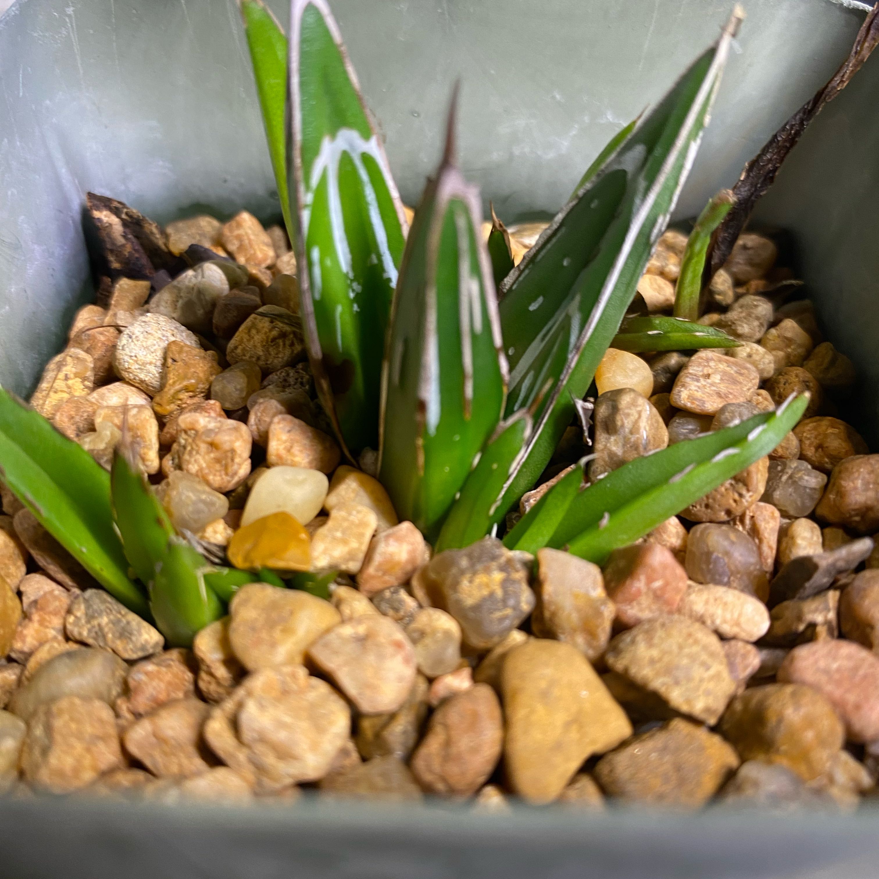 Photo of the plant species Haworthia marumiana by @HallowedAcajou named Willow on Greg, the plant care app