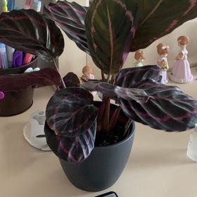 Photo of the plant species Black Rose Calathea by @GracedFeltbush named Ariana on Greg, the plant care app