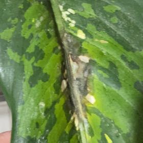 Photo of the plant species crocodile tail fern by @EmergingFlatpea named Zeus on Greg, the plant care app