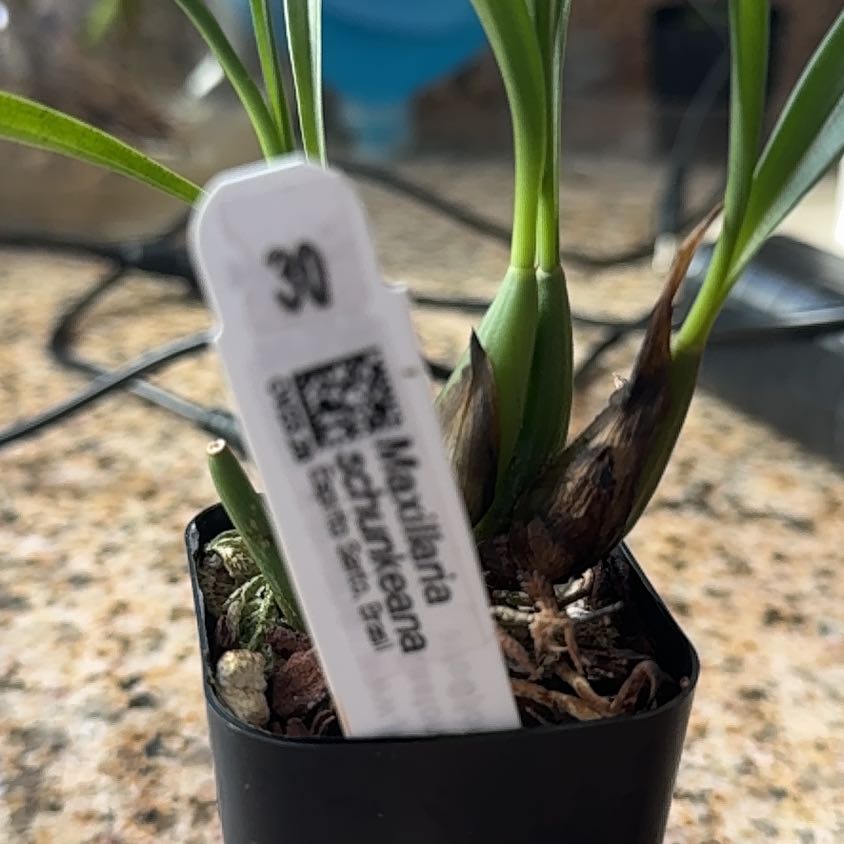 Photo of the plant species Maxillaria schunkeana by @PopularLithop named Rihanna on Greg, the plant care app