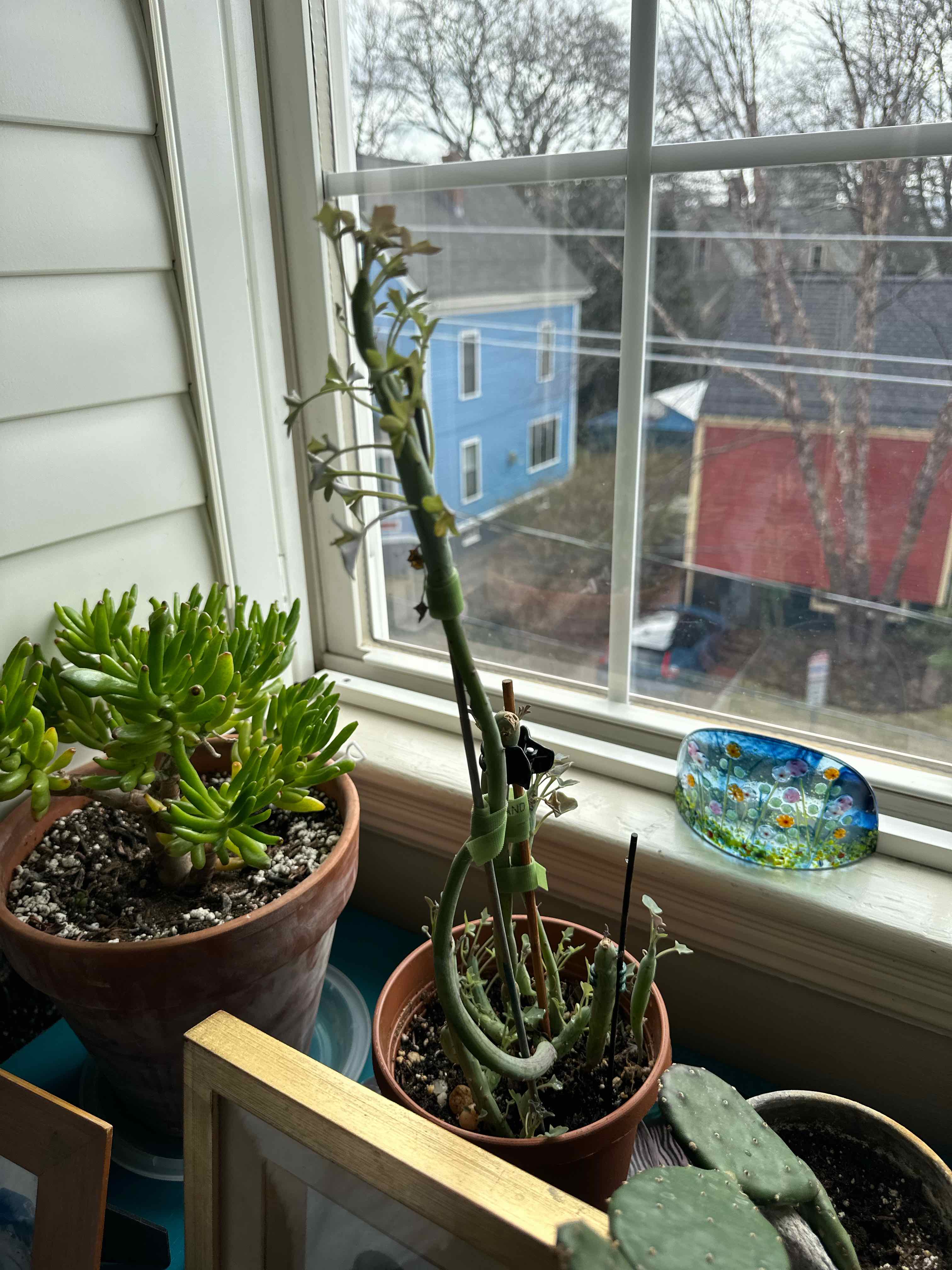 Photo of the plant species Candle cactus by @PlantMamaH named Delilah on Greg, the plant care app