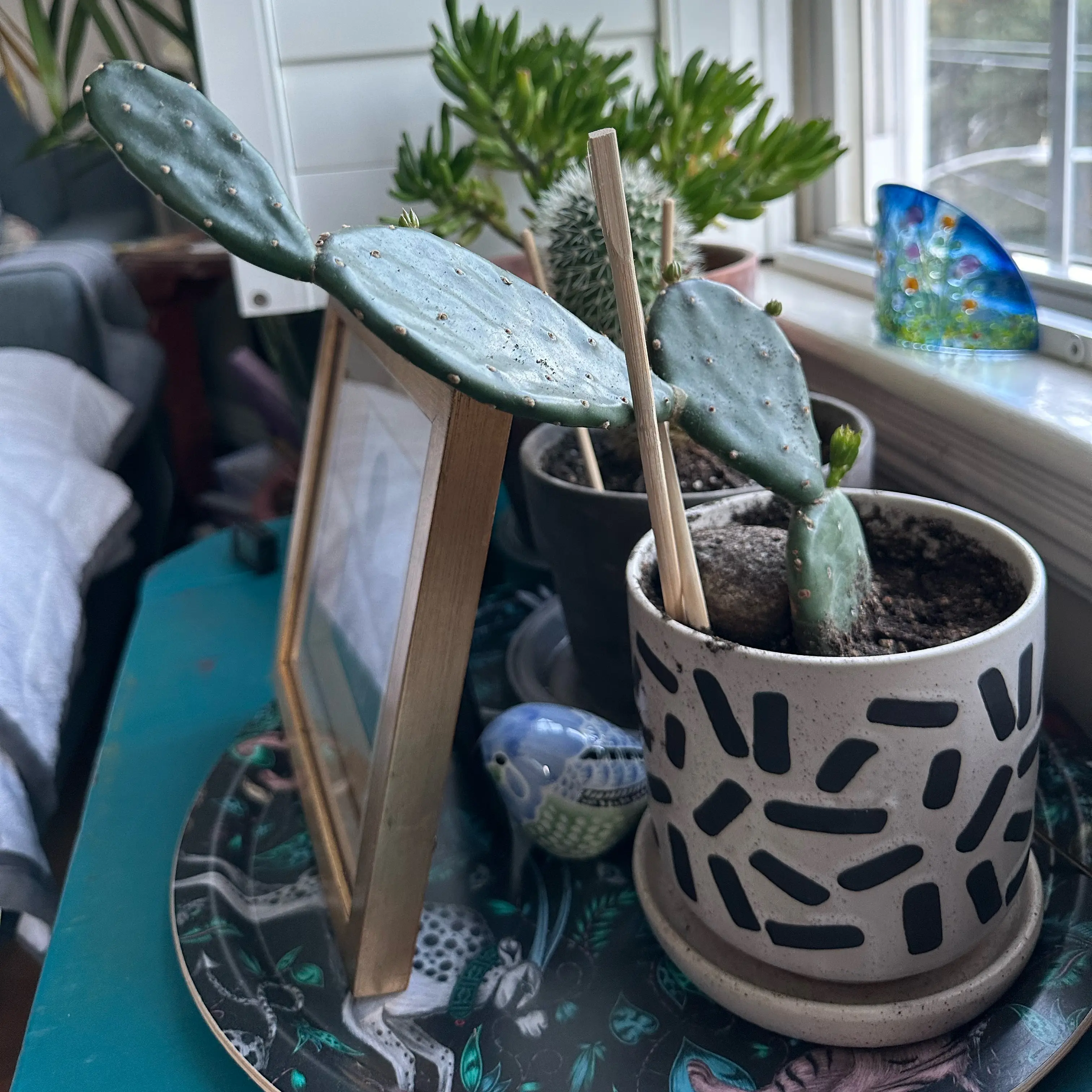 Potted Erect Prickly Pear cactus on a decorative tray near a window.