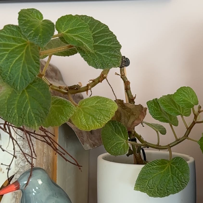 Photo of the plant species 'Cowardly Lion' by @PlantMamaH named Messi on Greg, the plant care app