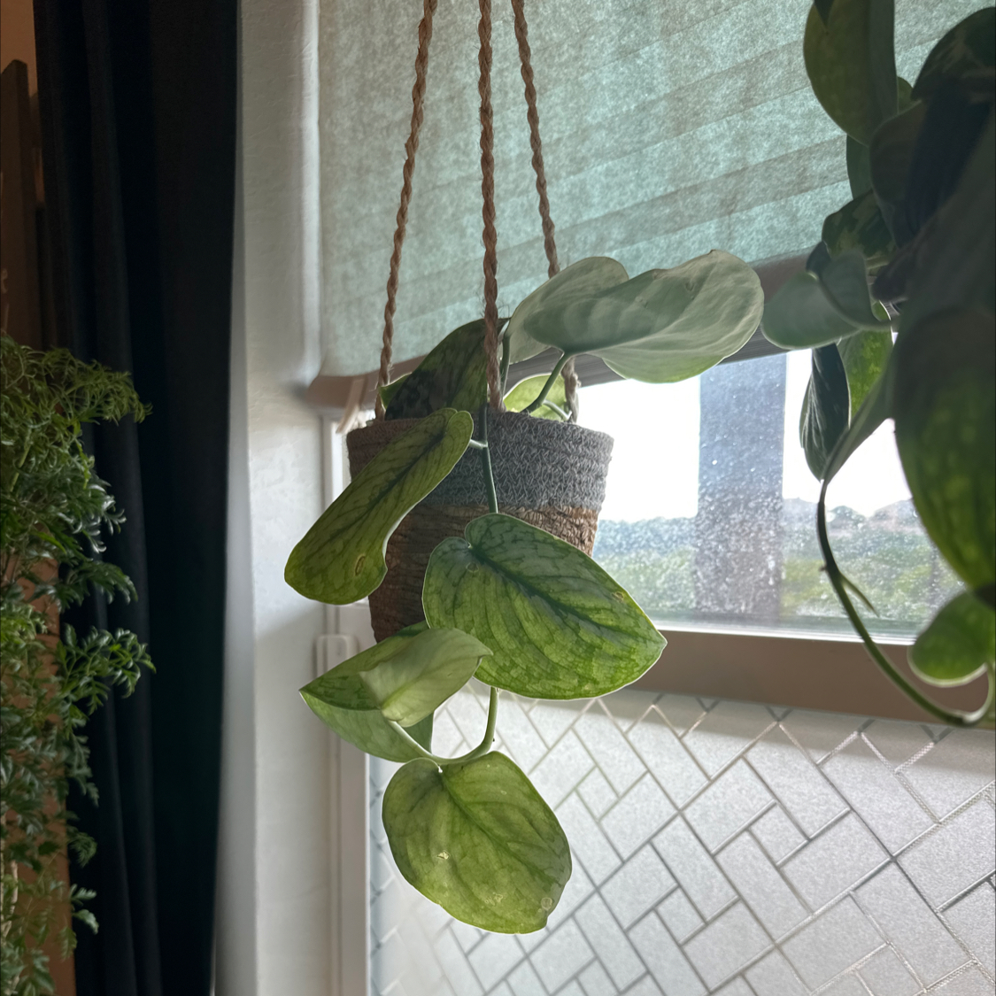 Photo of the plant species Scindapsus pictus 'Silver Splash' by @UnharmedIcarus named Sylvee on Greg, the plant care app