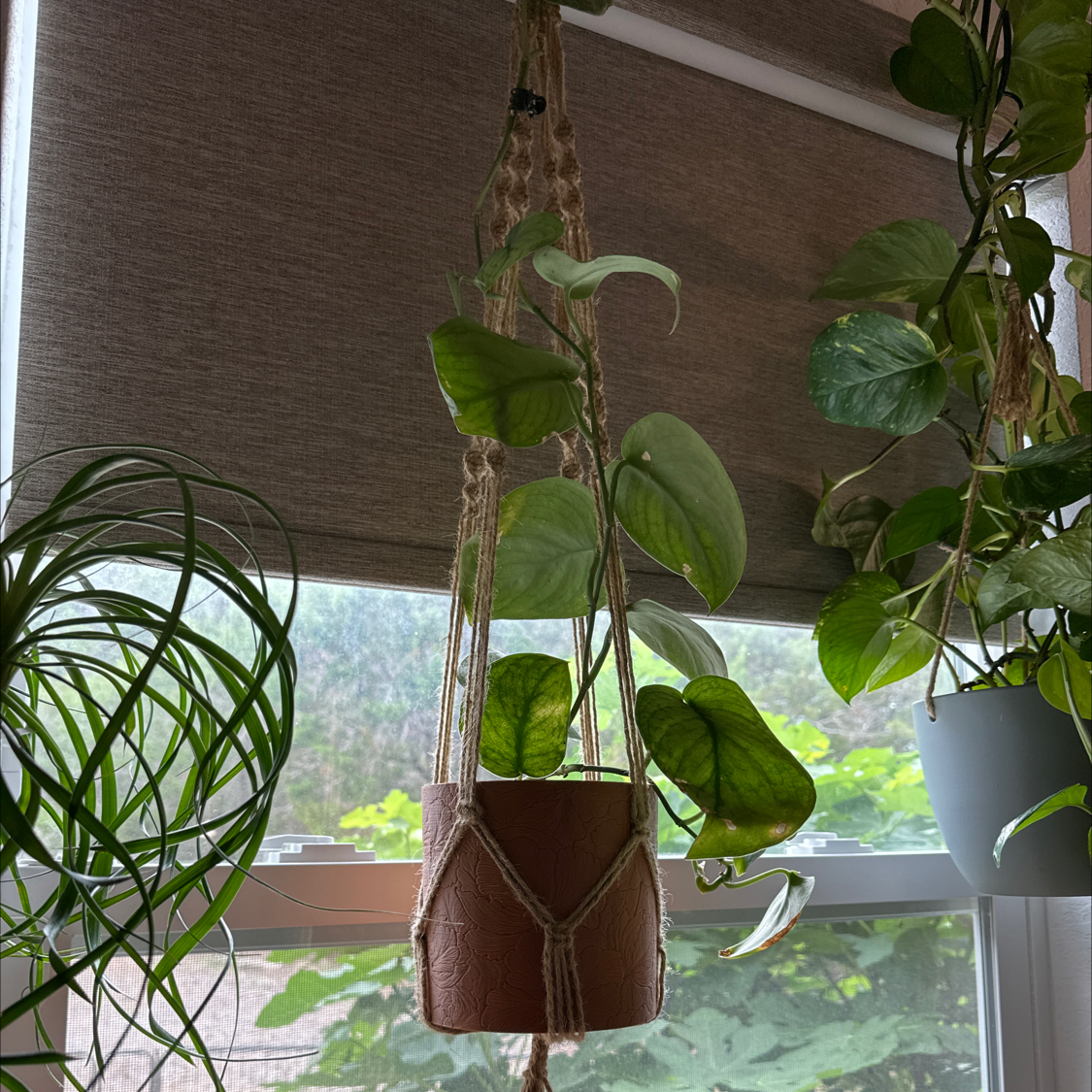 Photo of the plant species Scindapsus pictus 'Silver Splash' by @UnharmedIcarus named Sylvee on Greg, the plant care app