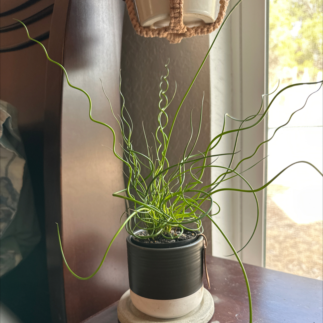 Photo of the plant species Corkscrew Plant by @UnharmedIcarus named Ren on Greg, the plant care app
