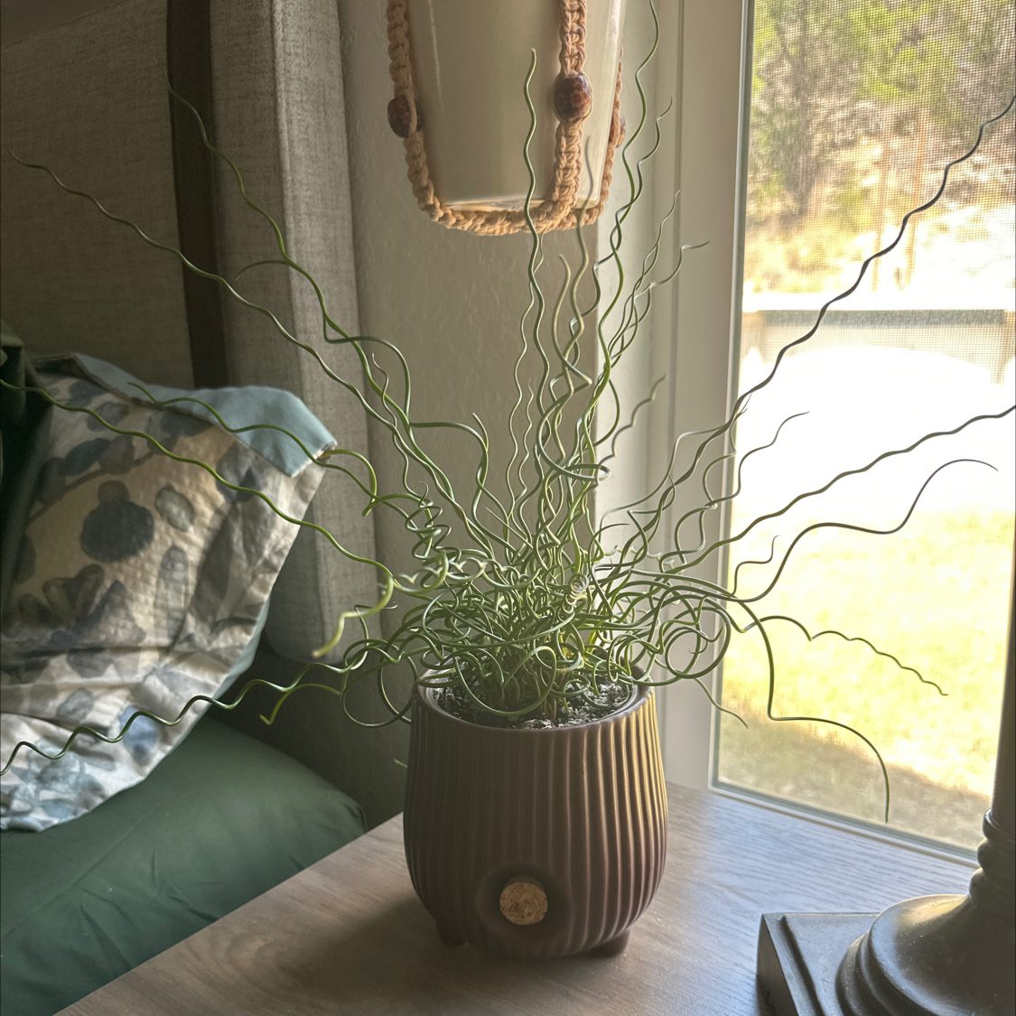 Photo of the plant species Corkscrew Plant by @UnharmedIcarus named Ren on Greg, the plant care app
