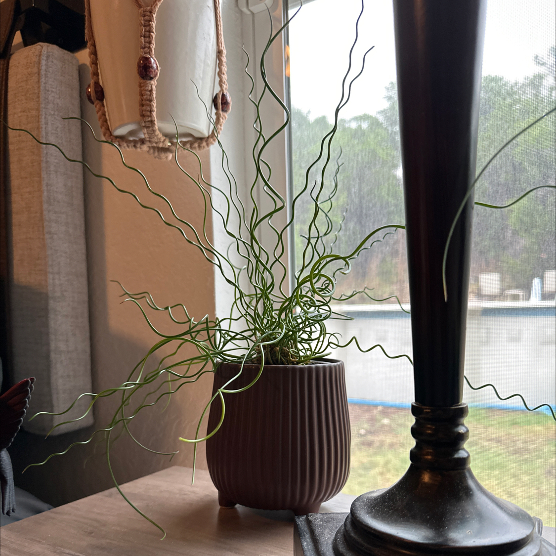 Photo of the plant species Corkscrew Plant by @UnharmedIcarus named Ren on Greg, the plant care app