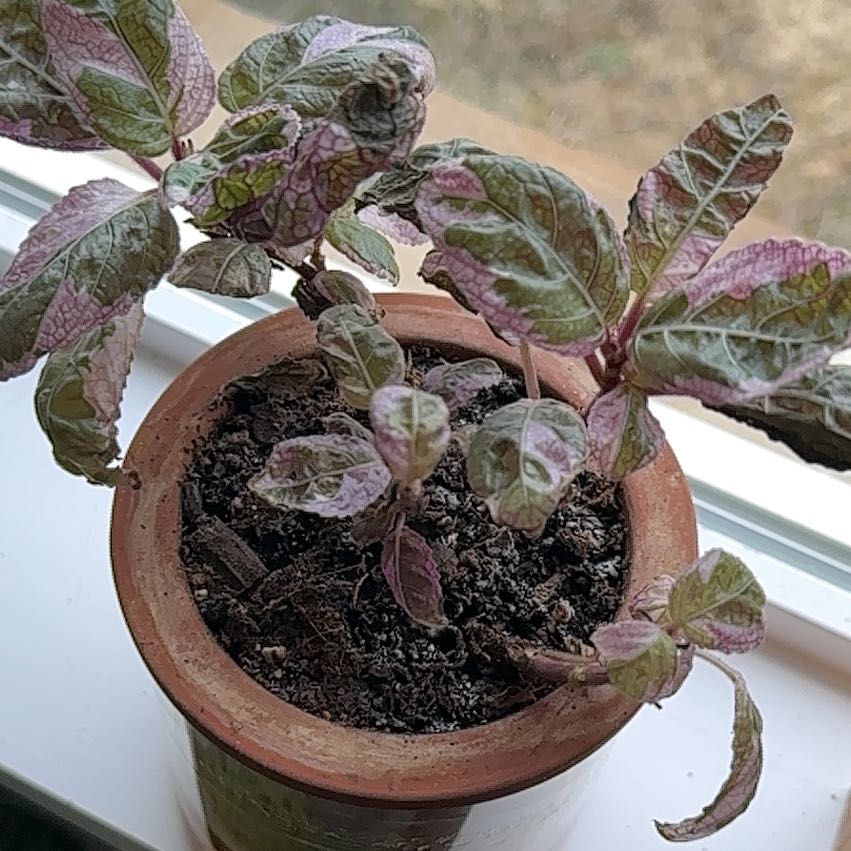 Snow White Waffle Plant in a small pot with green and purple leaves.