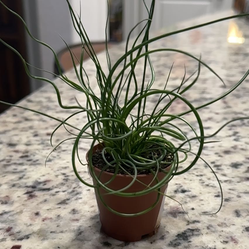 Plant care for Juncus 'Unicorn' on Greg, the plant care app