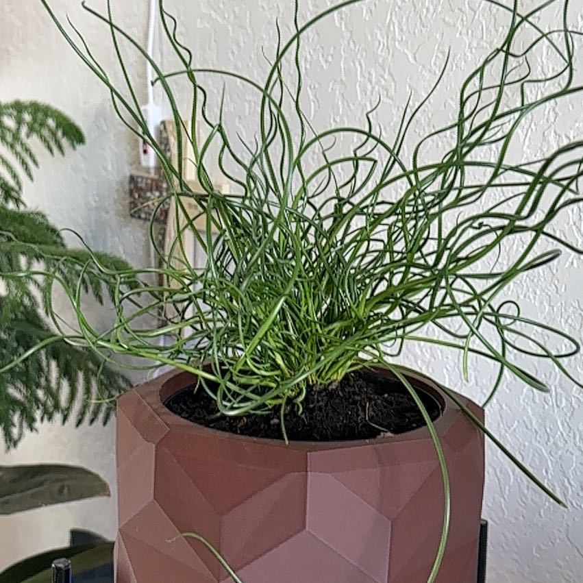 Photo of the plant species Corkscrew rush by @UnharmedIcarus named August on Greg, the plant care app