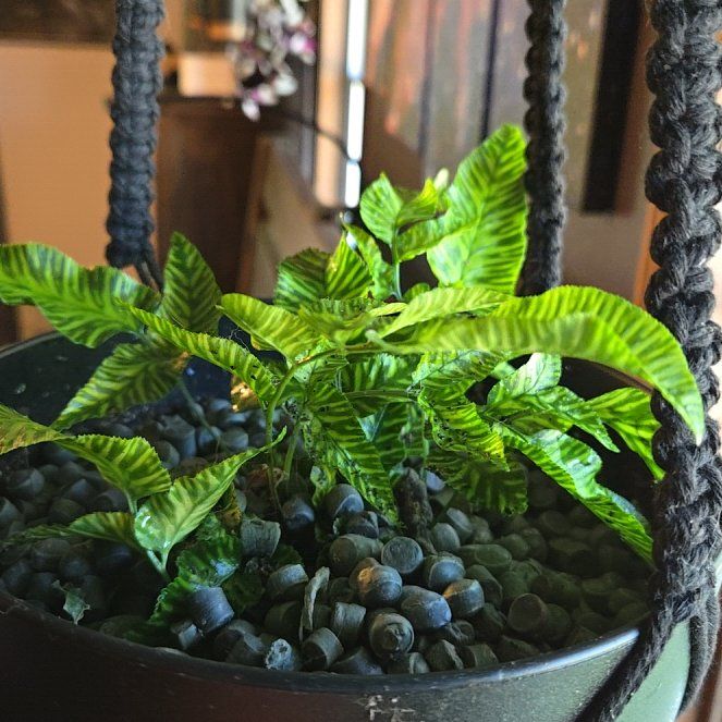 Photo of the plant species Golden Zebra Fern by @FreshRedash named Kendall on Greg, the plant care app