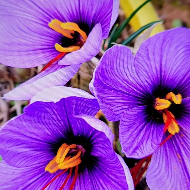 Photo of the plant species Saffron Crocus by @RightlyMaypop named Safwa on Greg, the plant care app