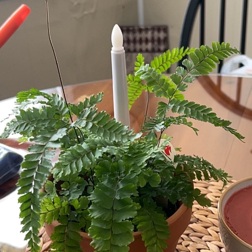 Photo of the plant species Brittle Maidenhair Fern by @YernZygocactus named Harry on Greg, the plant care app