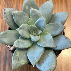 Photo of the plant species Echeveria 'Aphrodite' by @KookyBonsaitree named Leaf Erickson on Greg, the plant care app