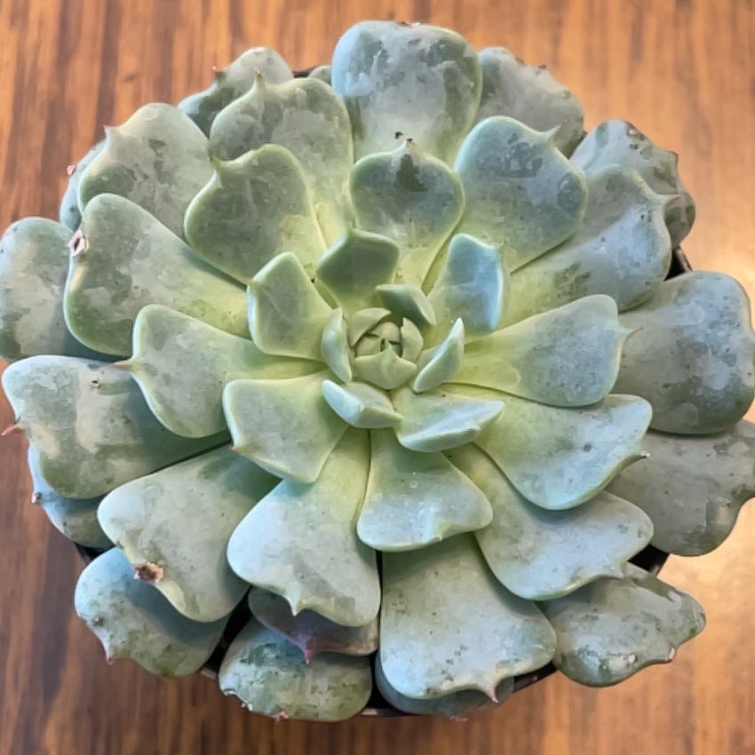 Photo of the plant species Echeveria Pinwheel by @KookyBonsaitree named Figyonce on Greg, the plant care app