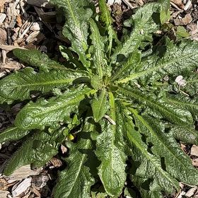 Photo of the plant species Cat's Ear by @AmusingHopsedge named Morgan Treeman on Greg, the plant care app