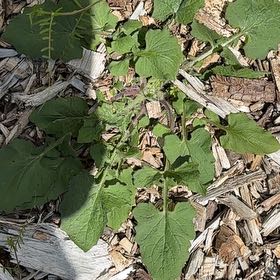 Photo of the plant species Common Nipplewort by @AmusingHopsedge named McKinley on Greg, the plant care app