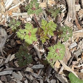 Photo of the plant species Robert Geranium by @AmusingHopsedge named Taylor Swift on Greg, the plant care app