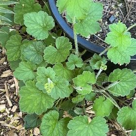 Photo of the plant species Fringe Cup by @AmusingHopsedge named Winston on Greg, the plant care app
