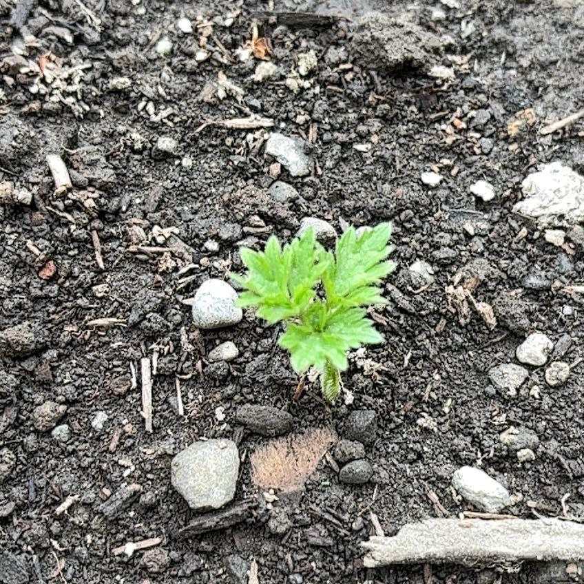 Photo of the plant species Mugwort by @AmusingHopsedge named Harry on Greg, the plant care app