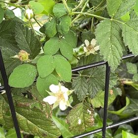 Photo of the plant species California Blackberry by @AmusingHopsedge named Sigmund on Greg, the plant care app
