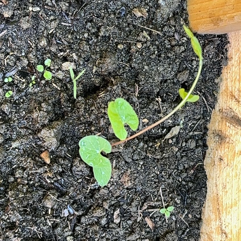 Photo of the plant species Black Bindweed by @AmusingHopsedge named Einstein on Greg, the plant care app
