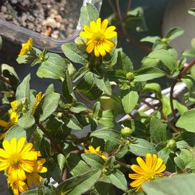 Photo of the plant species Botón De Oro by @FruitfulWavycap named Bodhi on Greg, the plant care app