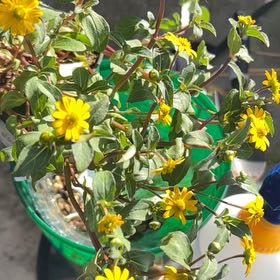 Photo of the plant species Mexican Creeping Zinnia by @FruitfulWavycap named Sproutacus on Greg, the plant care app