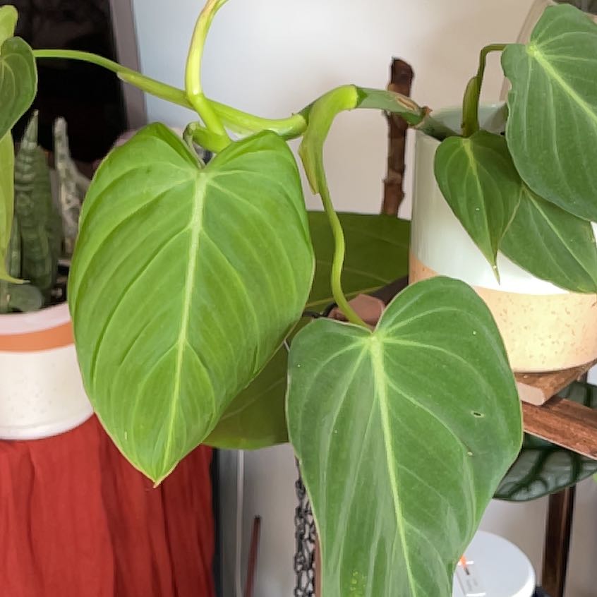 Philodendron 'Glorius' plant with large, healthy green leaves.