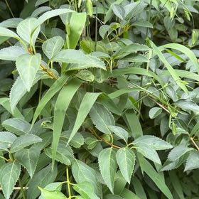 Photo of the plant species Border Forsythia by @AwaitedGrapeivy named Kardashian on Greg, the plant care app
