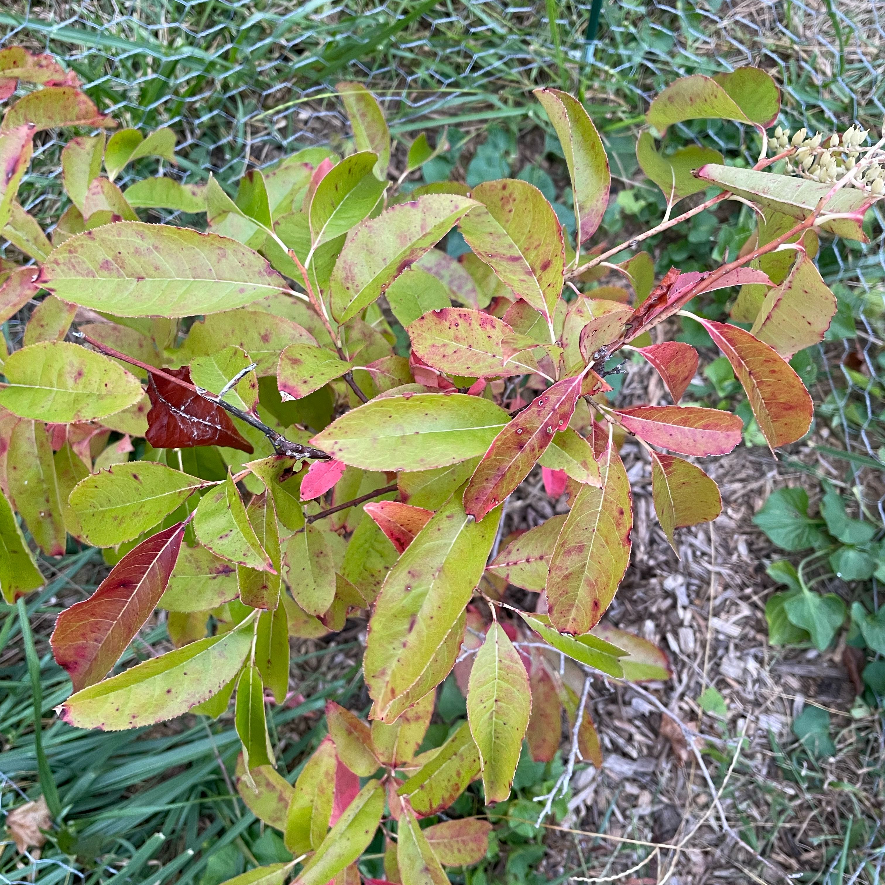 Photo of the plant species Sourwood by @JazzyTricolor named Madonna on Greg, the plant care app