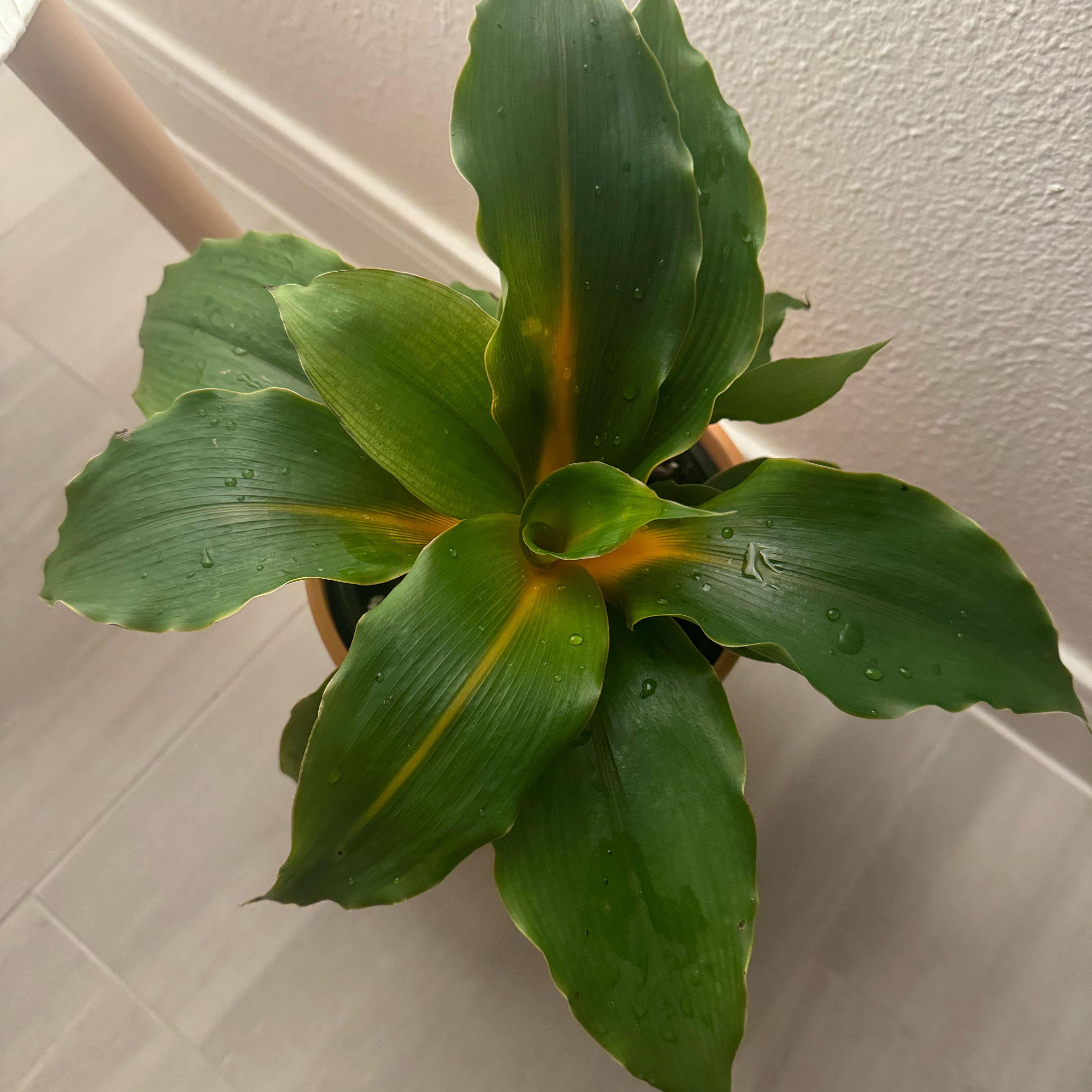 Photo of the plant species mandarin orange spider plant by @MoneyedLovevine named Girlfrond on Greg, the plant care app