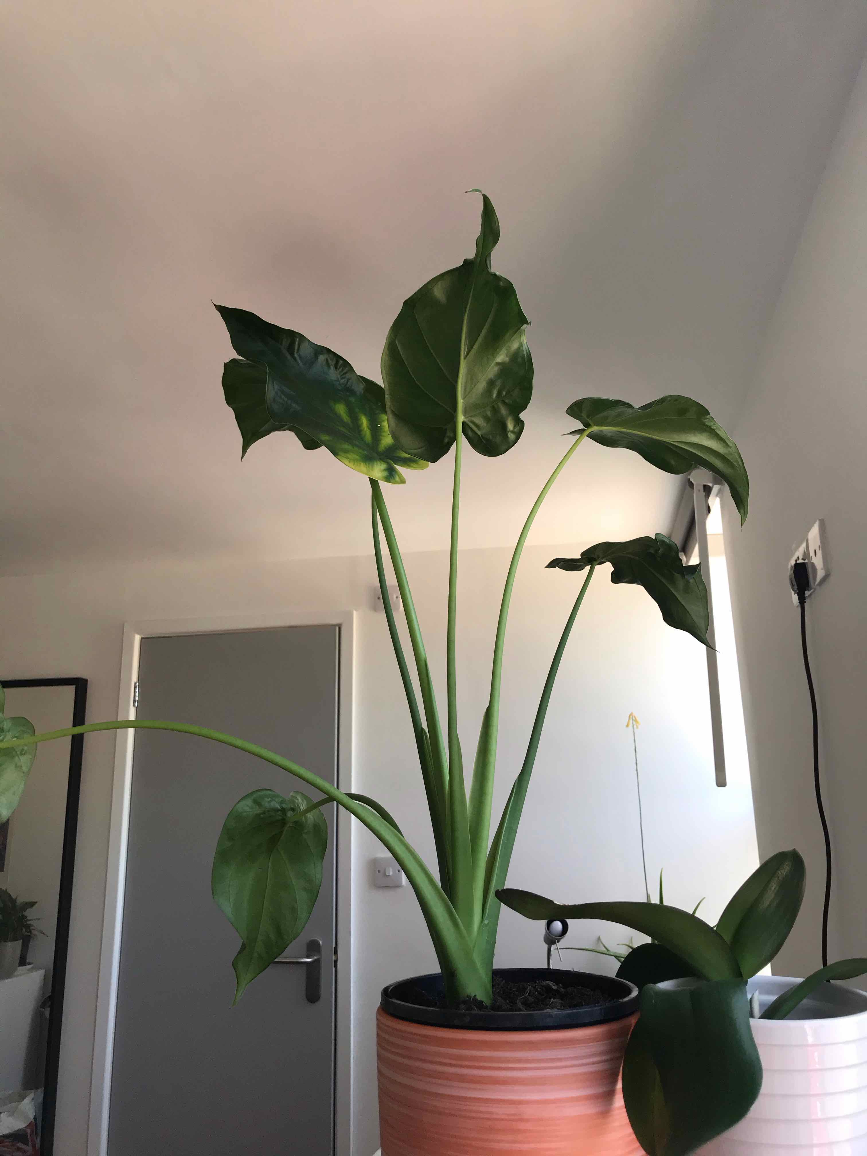 Indoor Alocasia 'Sarian' plant in a pot with large green leaves.