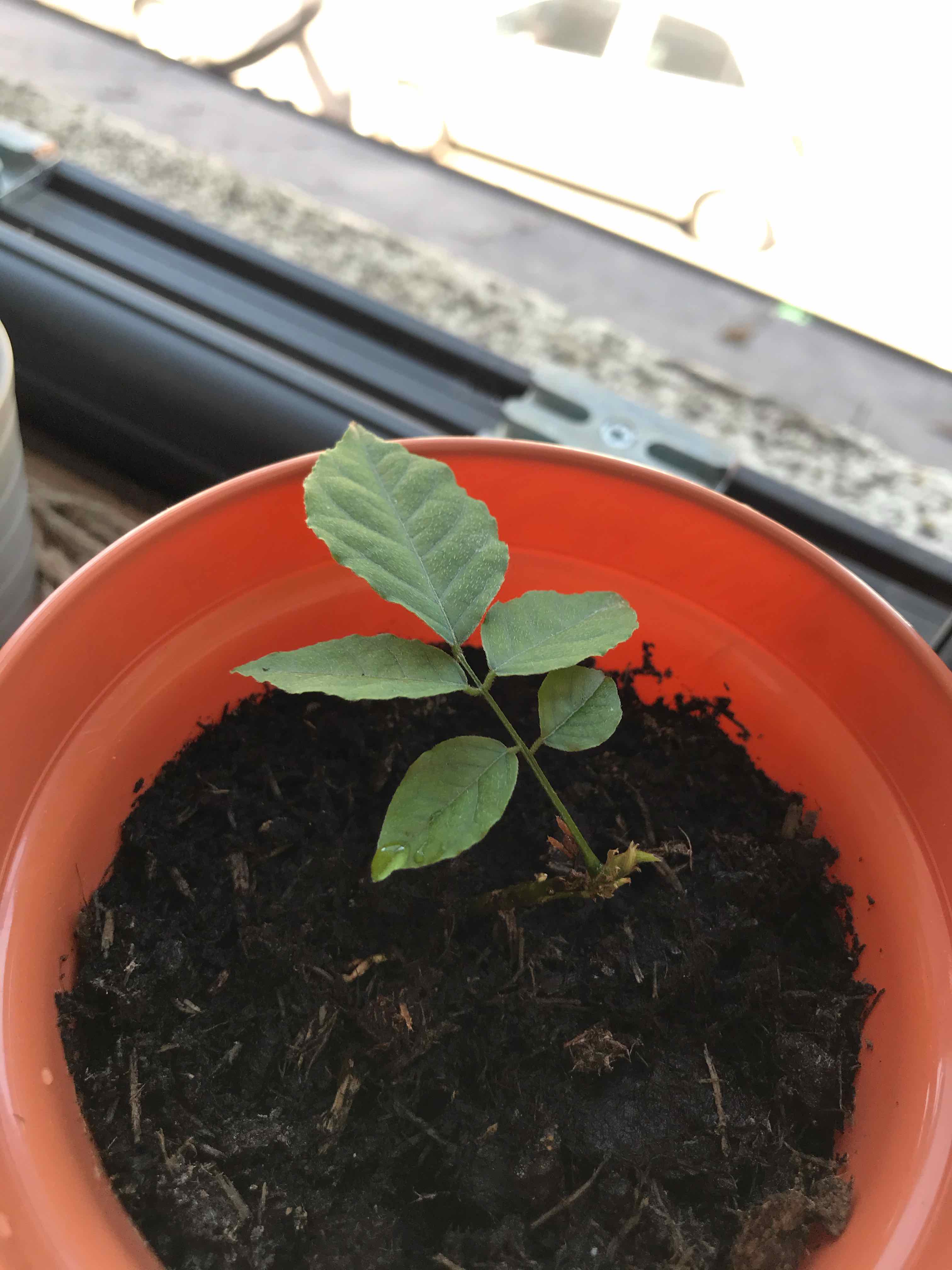 Young Chinese Wisteria plant in an orange pot with dark soil, early growth stage.