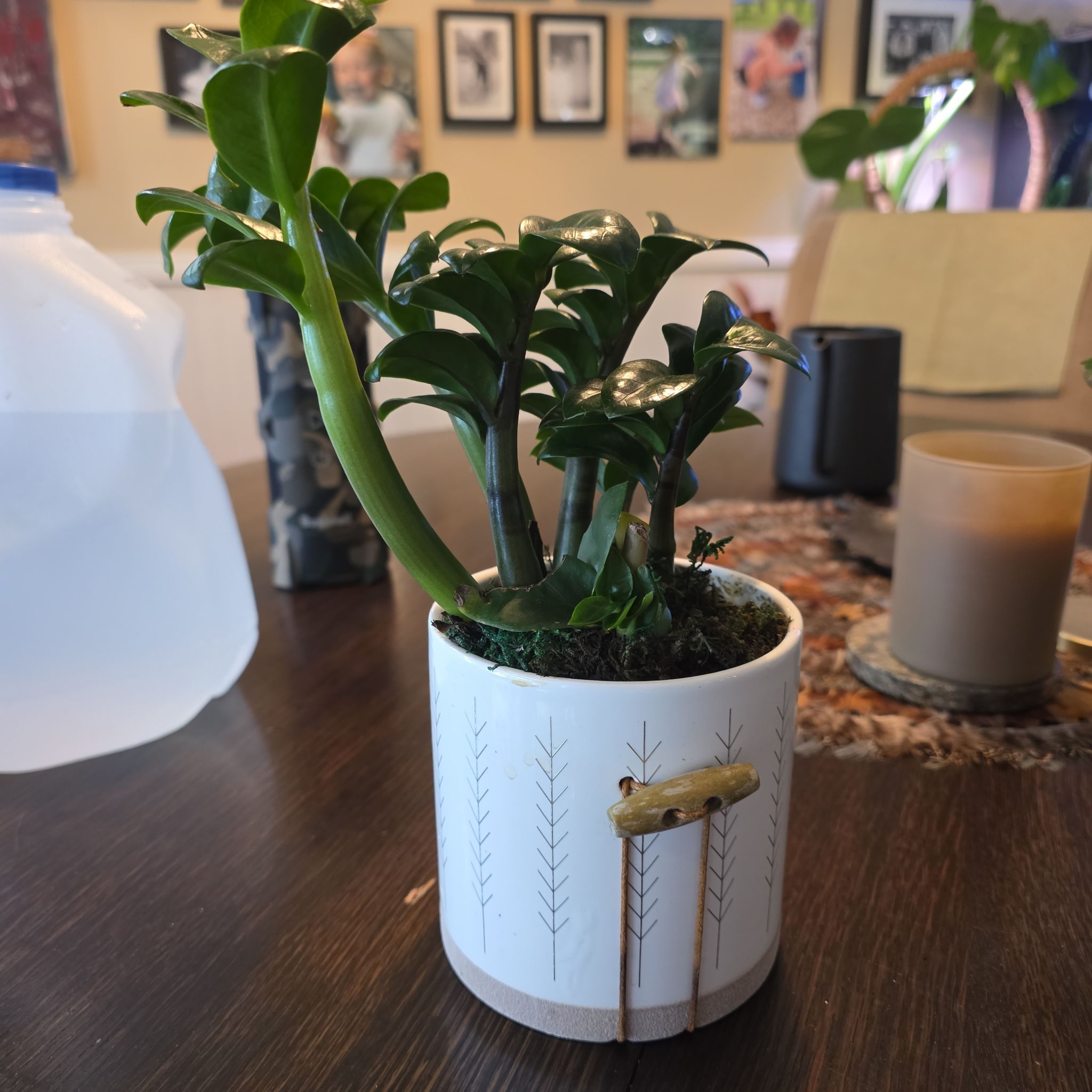 Photo of the plant species Zz Supernova by @ShowyLacefern named Lebron on Greg, the plant care app