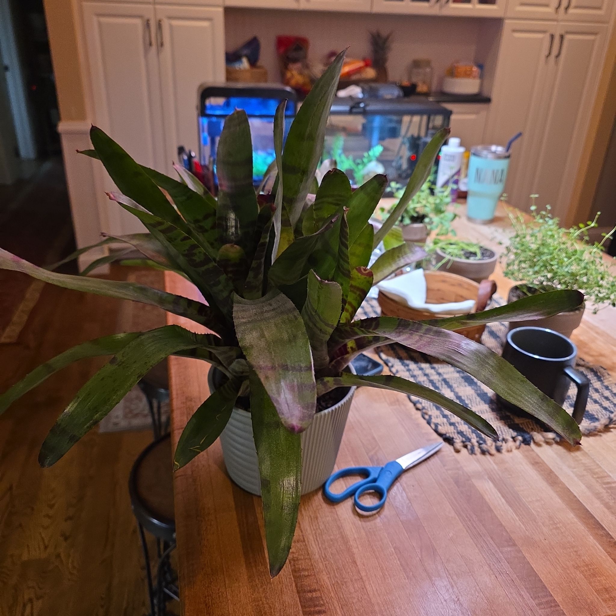 Photo of the plant species Bromeliad neoregelia by @ShowyLacefern named Treeyoncé on Greg, the plant care app
