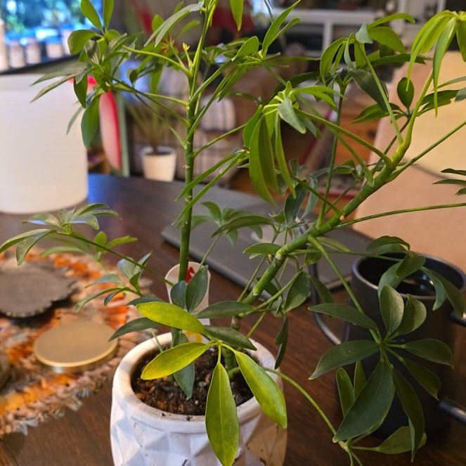 Photo of the plant species Luseane Schefflera by @ShowyLacefern named Spike Leaves on Greg, the plant care app
