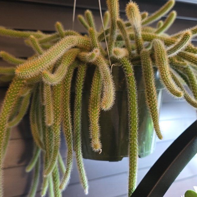 Photo of the plant species Rat Tail Cactus by @ShowyLacefern named Mochi on Greg, the plant care app