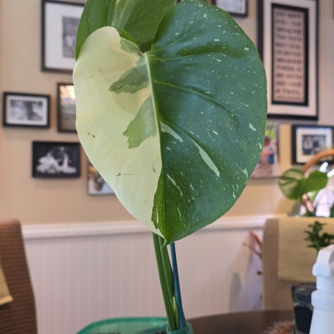 Photo of the plant species Monsterra Thai Constellation by @ShowyLacefern named Bieber on Greg, the plant care app