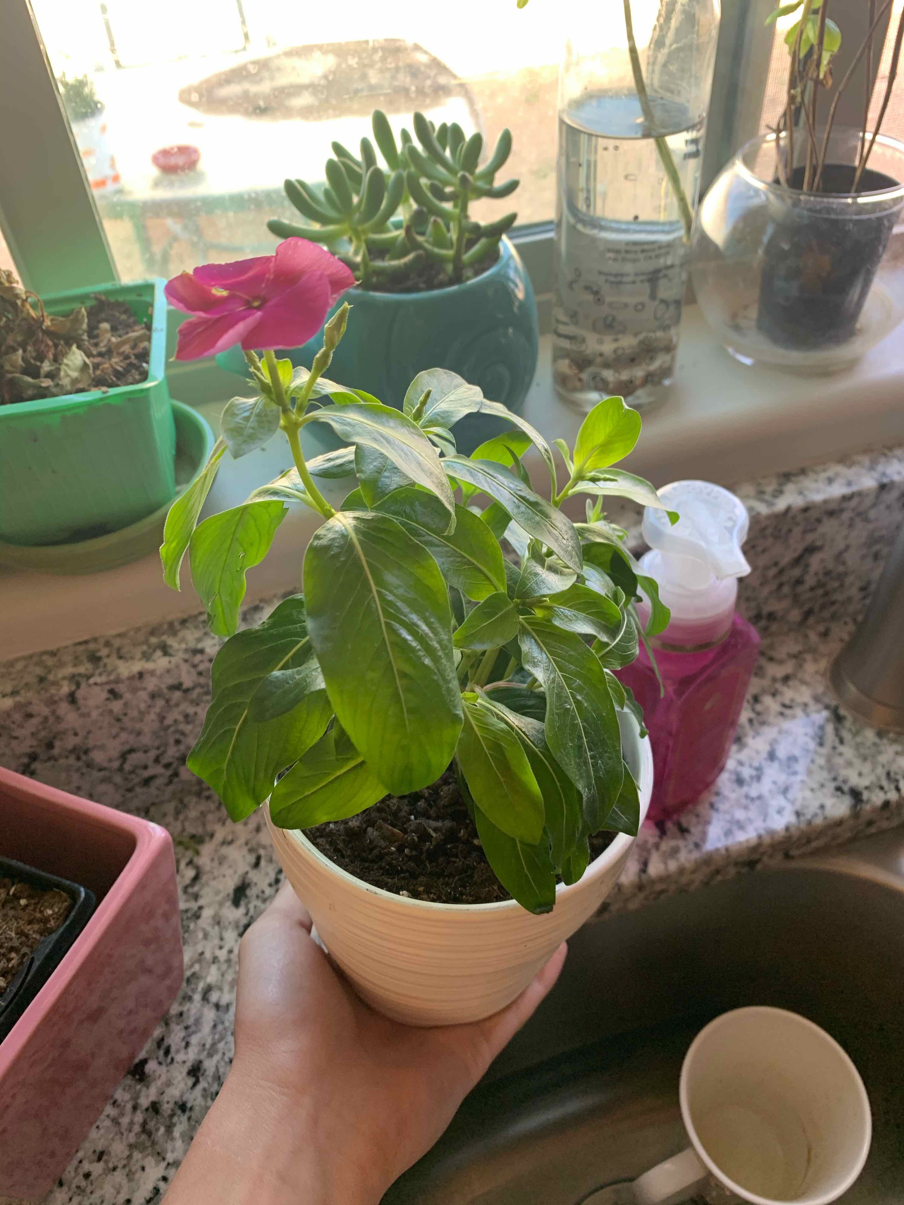 Potted Bright Eyes plant with green leaves and a pink flower, held by a hand.