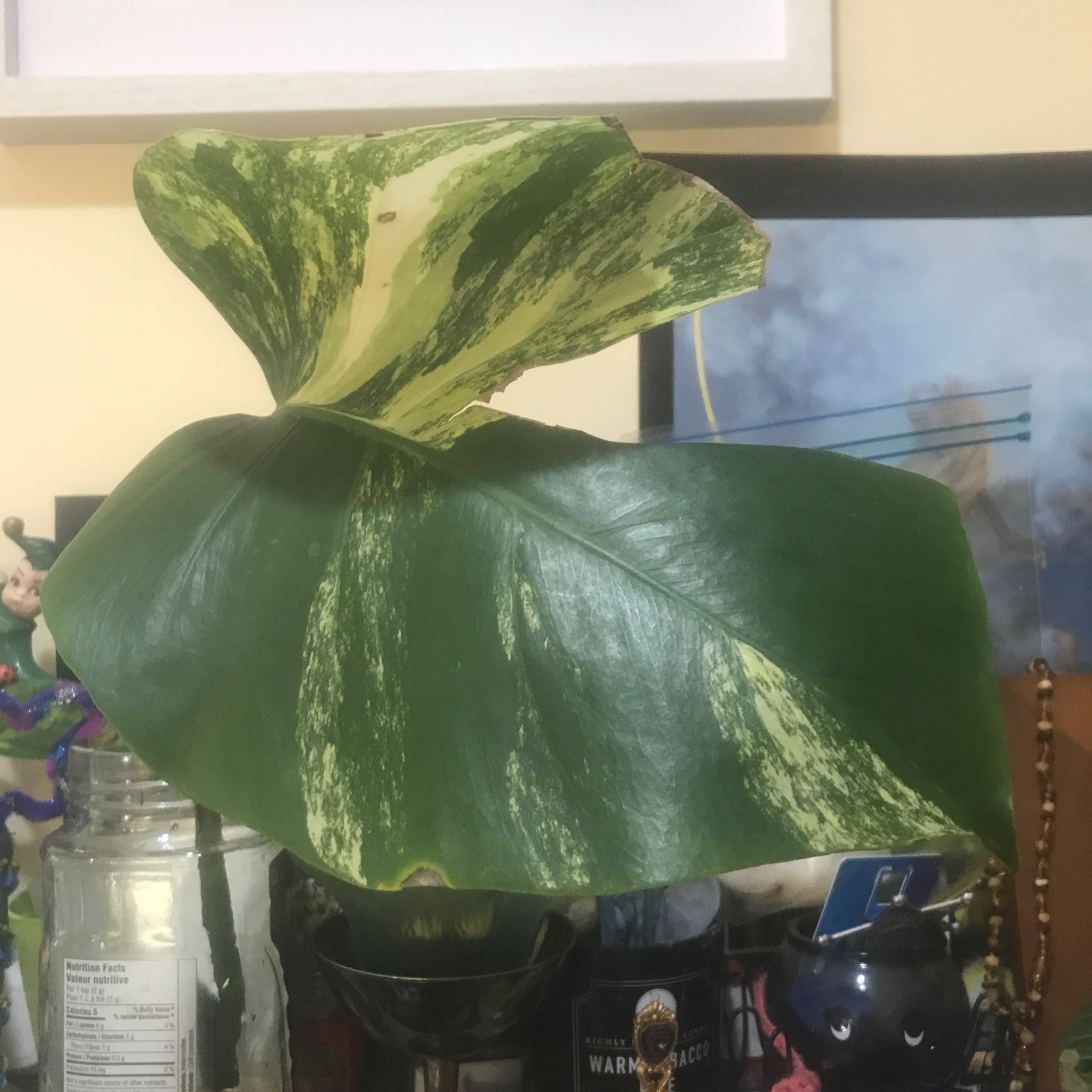 Photo of the plant species Monstera deliciosa x borsigiana 'Aurea' by @Perkatory named Captain Plant-it on Greg, the plant care app