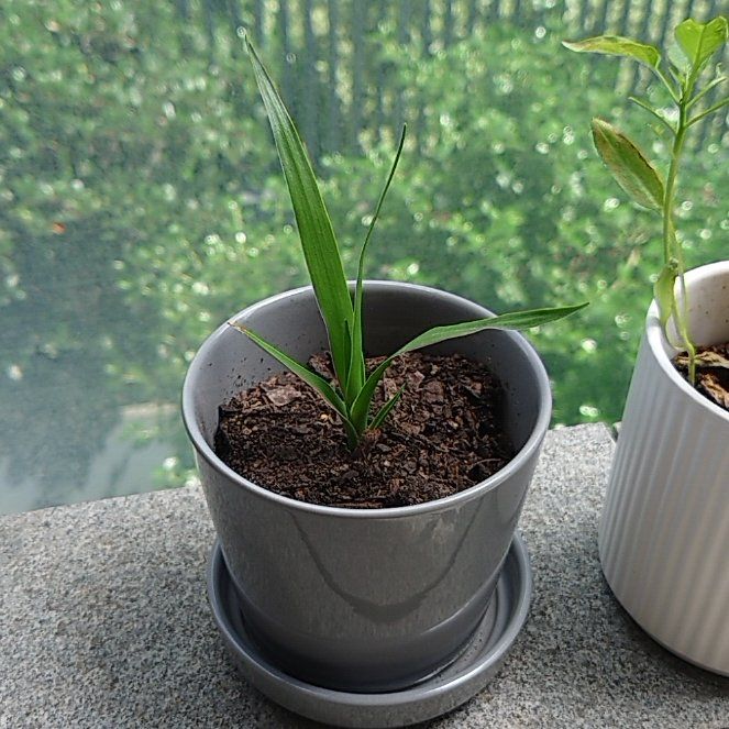 Photo of the plant species Dragon Blood Tree by @EarlyMountain named Muhammad Ali on Greg, the plant care app