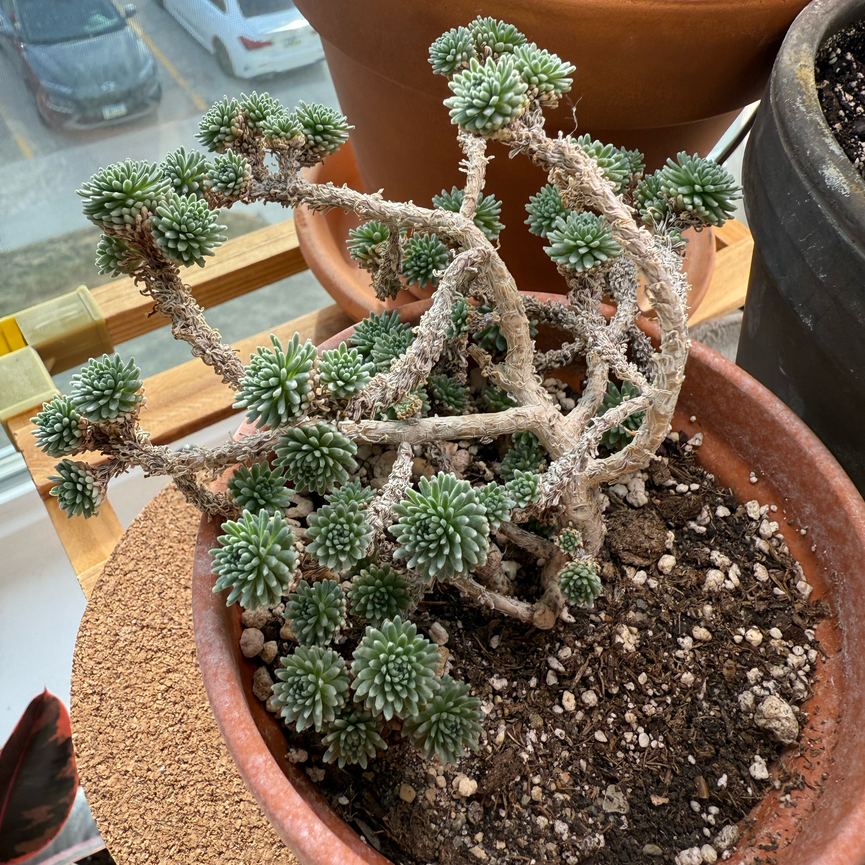 Photo of the plant species Miniature Joshua Tree by @DynamoTigerlily named Joshua on Greg, the plant care app