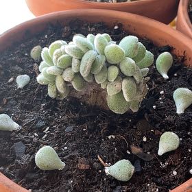 Photo of the plant species Crested Frosty Echeveria by @DynamoTigerlily named Frosty on Greg, the plant care app