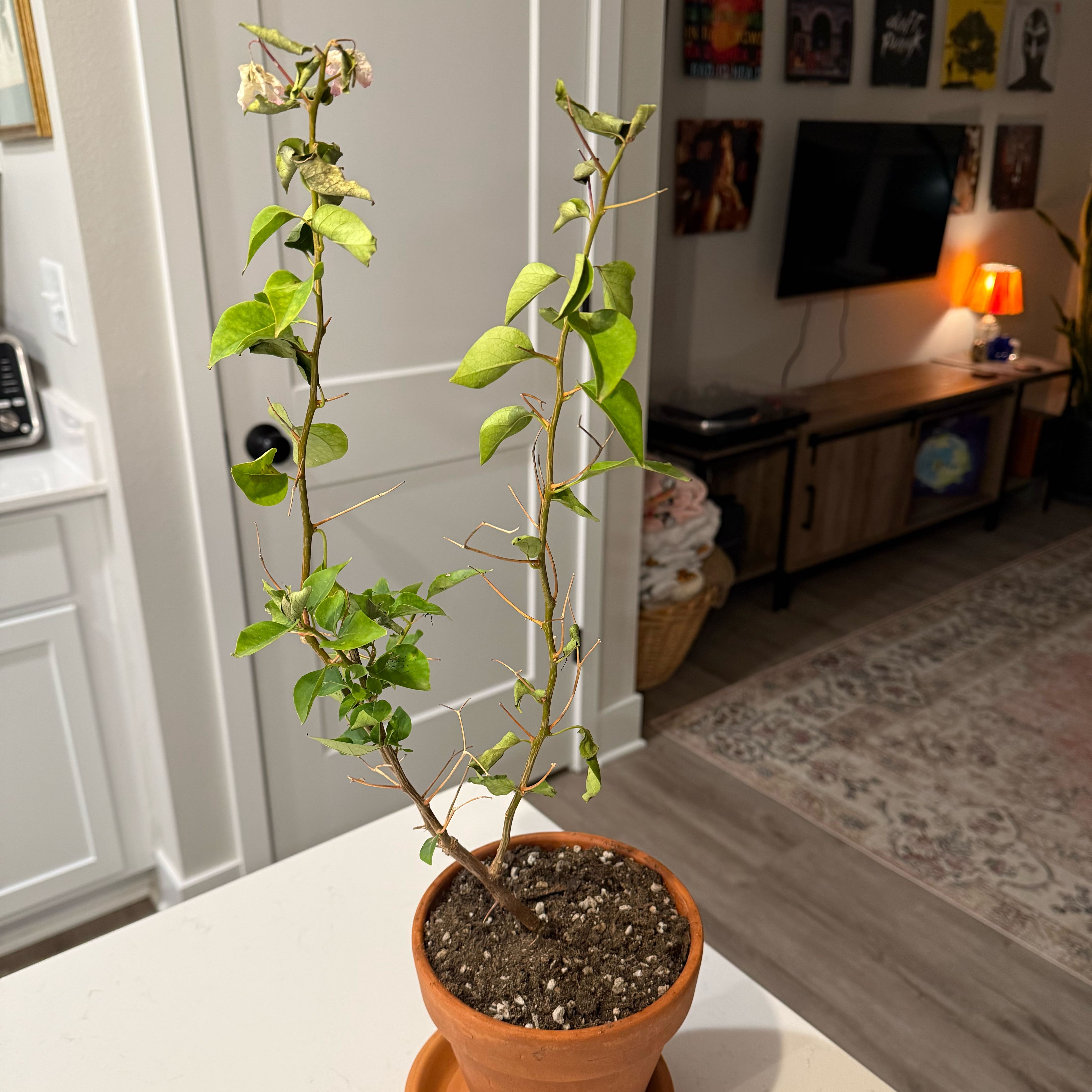 Photo of the plant species Bougainvillea by @DynamoTigerlily named Bougi monster on Greg, the plant care app