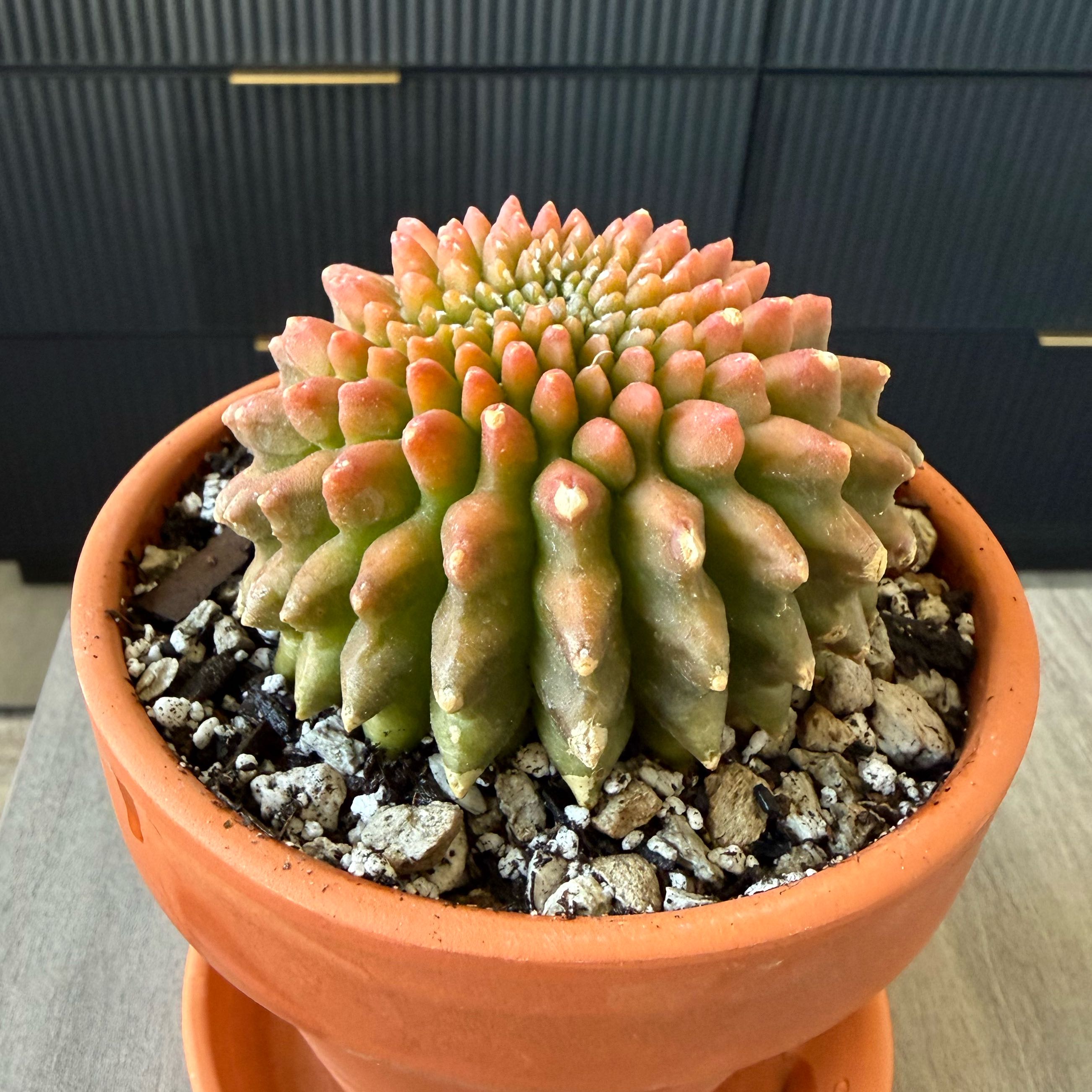 Photo of the plant species Variegated Moon Cactus by @DynamoTigerlily named Janesville chicken on Greg, the plant care app