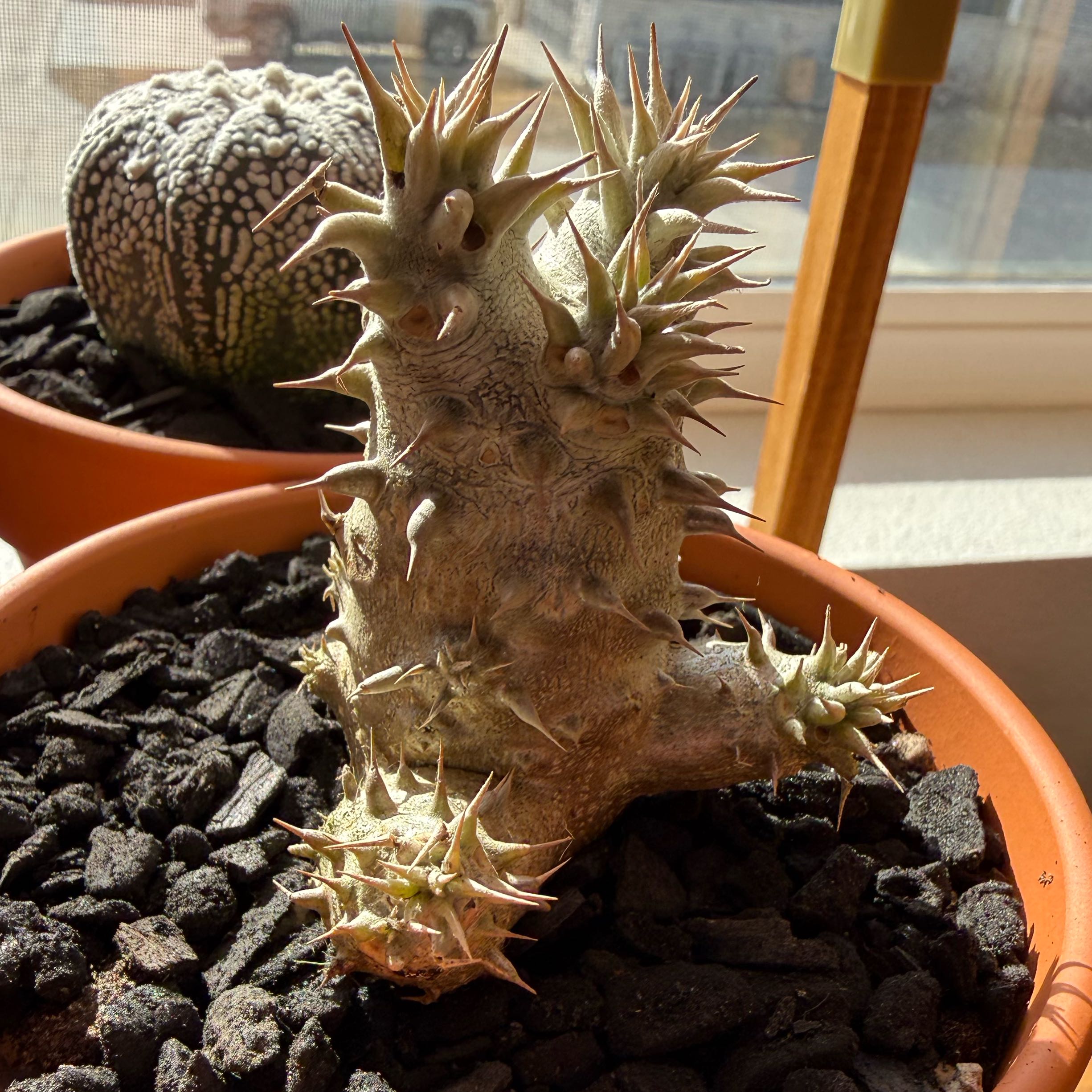 Photo of the plant species Pachypodium densiflorum by @DynamoTigerlily named King Julian on Greg, the plant care app